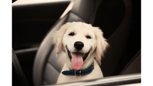 Best Dog Breeds For Truckers