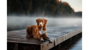 Nova Scotia Duck Tolling Retriever Cost