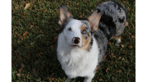 Australian Shepherd Corgi Mix Price