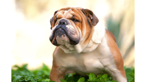How Many Times Can You Breed An English Bulldog