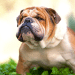 How Many Times Can You Breed An English Bulldog