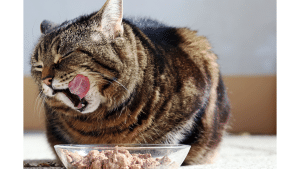 Cat Food For Kidney Disease