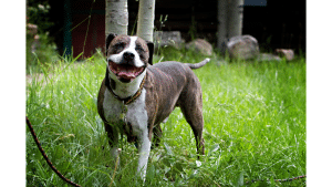 Pitbulls Good Guard Dogs