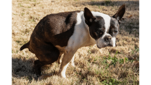 Treat Constipation In Dogs
