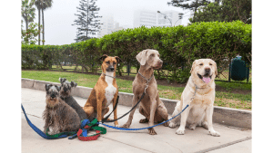 Dog Breeds Capitalized