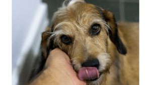 How Dogs Show Affection