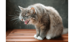 How To Introduce A Puppy To An Aggressive Cat