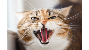 Introduce A Puppy To An Aggressive Cat
