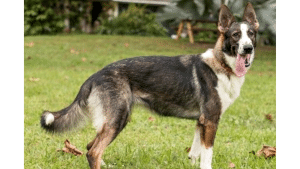 Panda German Shepherd