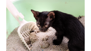 Puppy Eat Cat Poop
