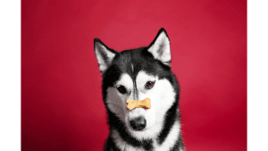 Best Treats For Husky Puppies