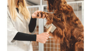 The 10 Best Dog Brushes For Goldendoodles