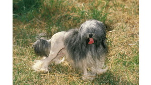 Little Lion Dog