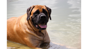 Mastiff