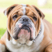 Clean My English Bulldog's Face