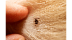 Mite Bites On Dogs