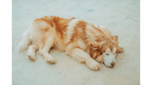 Alaskan Malamute