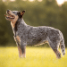 Australian Cattle Dog Colors