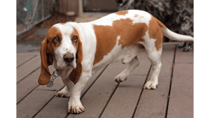 Basset Hound