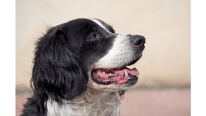 Black And White Fluffy Dog Breeds