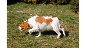 Brittany Spaniel