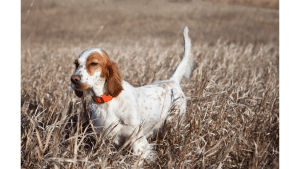 English Setter