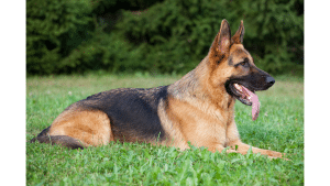 German Shepherd Colors