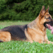German Shepherd Colors