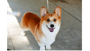 Pembroke Welsh Corgi