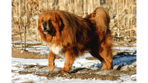 Tibetan Mastiff