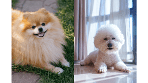Bichon Pomeranian Mix