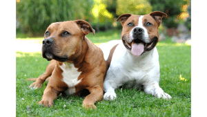 Mastiff American Staffordshire Terrier Mix