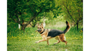 The Best Chew Toys For German Shepherd Puppies