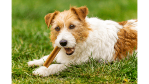 The Best Natural Treats For Dogs