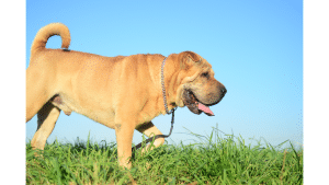 Walrus Dog Breed