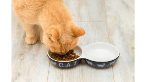 Dry Food For Cats With Sensitive Stomachs