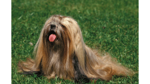 Lhasa Apso Shih Tzu Mix