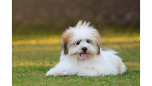 Shih Tzu 101