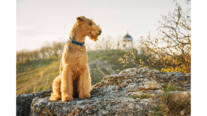 Airedale Terrier 101