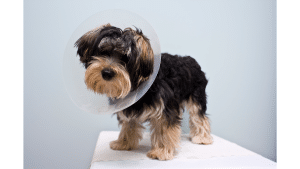 Alternatives To Dog Cones After Neutering