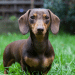 Dachshund And Miniature Dachshund What’s The Difference