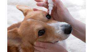 Eye Drops For Dogs With Allergies