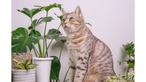 The Best Houseplants For Cats