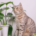 The Best Houseplants For Cats