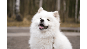 Samoyed Dog Breed