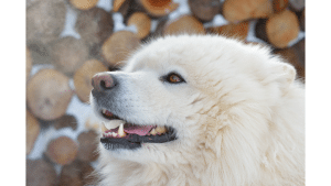 Husky Samoyed Mix