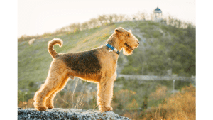 The Best Hypoallergenic Dog Breeds