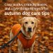 Dog in orange jacket on autumn walk with fallen leaves