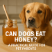 Golden retriever sitting beside a jar of honey with text overlay asking if dogs can eat honey.