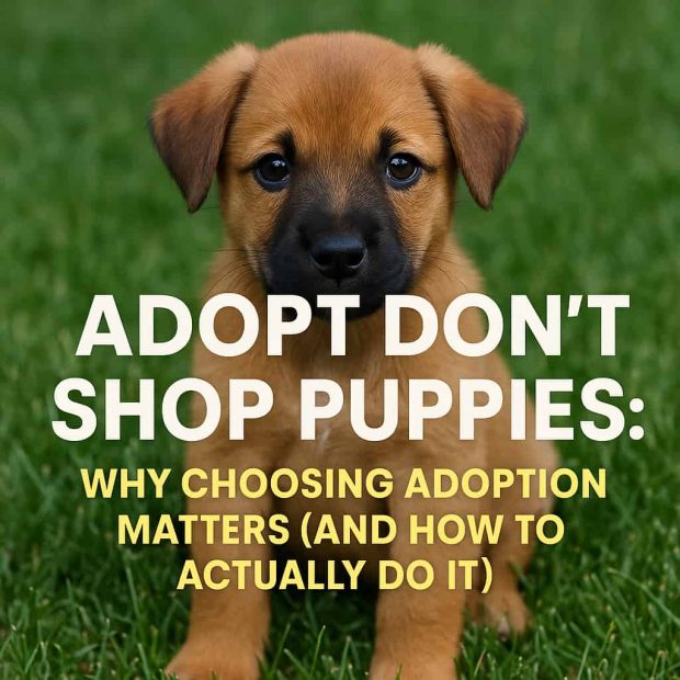 Cute brown puppy on grass with “Adopt Don’t Shop Puppies” text.